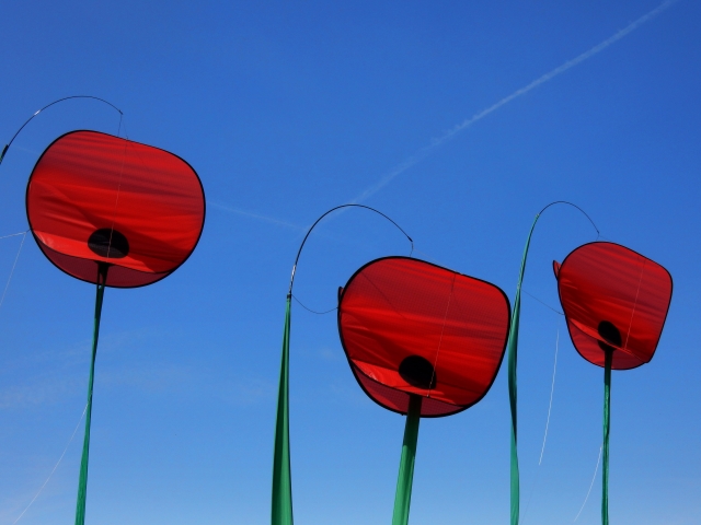 hight poppies