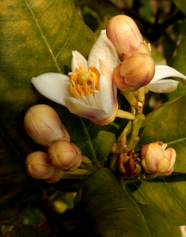 l inizio del limone (botanical)
