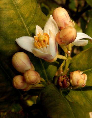 l inizio del limone (botanical)