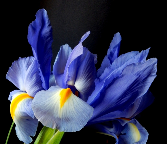iris nel mio giardino
