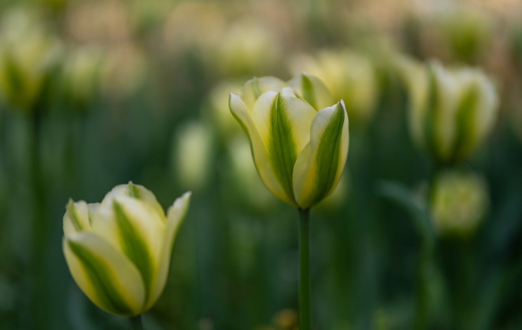 Tulipani