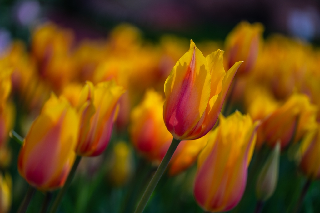 Tulipani