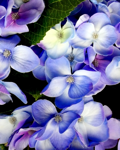 che bei fiori!
