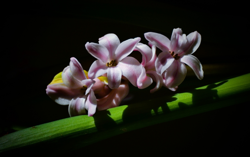 Hyacinth