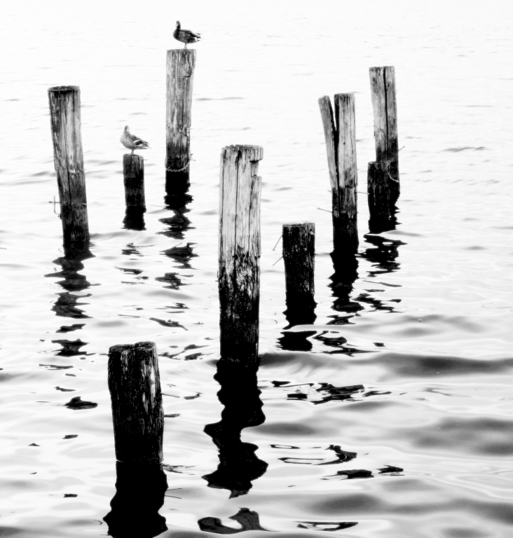 vita nel lago di Massaciuccoli