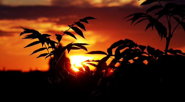 Tramonto selvaggio · Cristian_B.