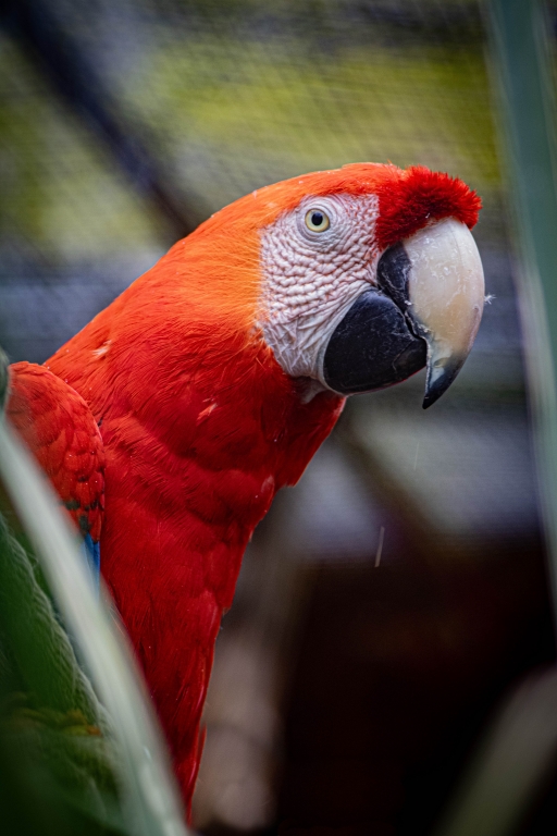 coco