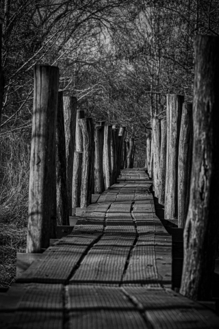 pont de bois