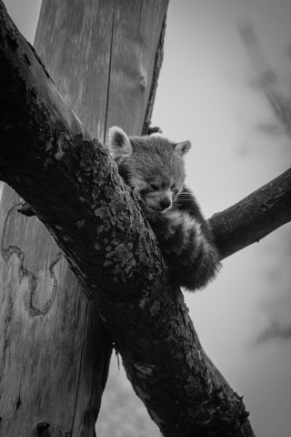 panda roux