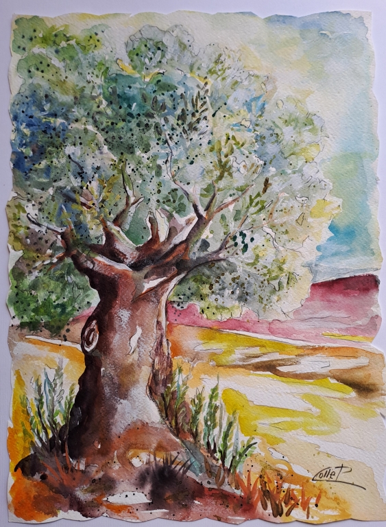 ULIVO l'oro giallo  del M° P.Colle