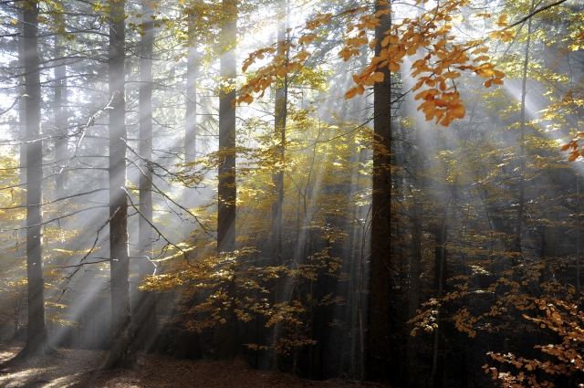 Fall Foliage