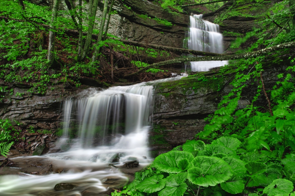 Waterfall into the Forest