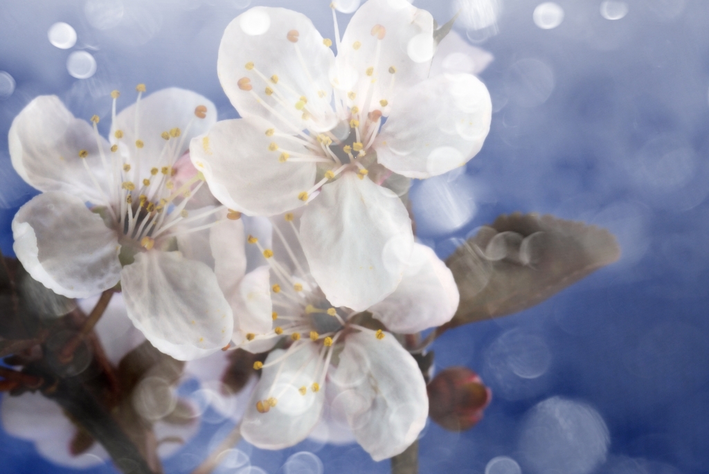 Primavera. Fiori di ciliegio giapponese.