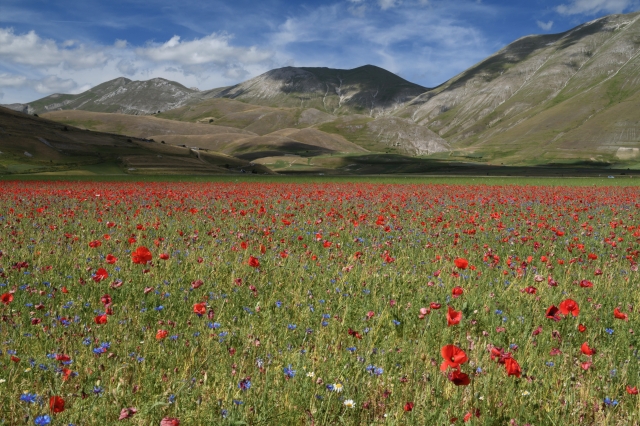 Fioritura a Castelluccio di Norcia