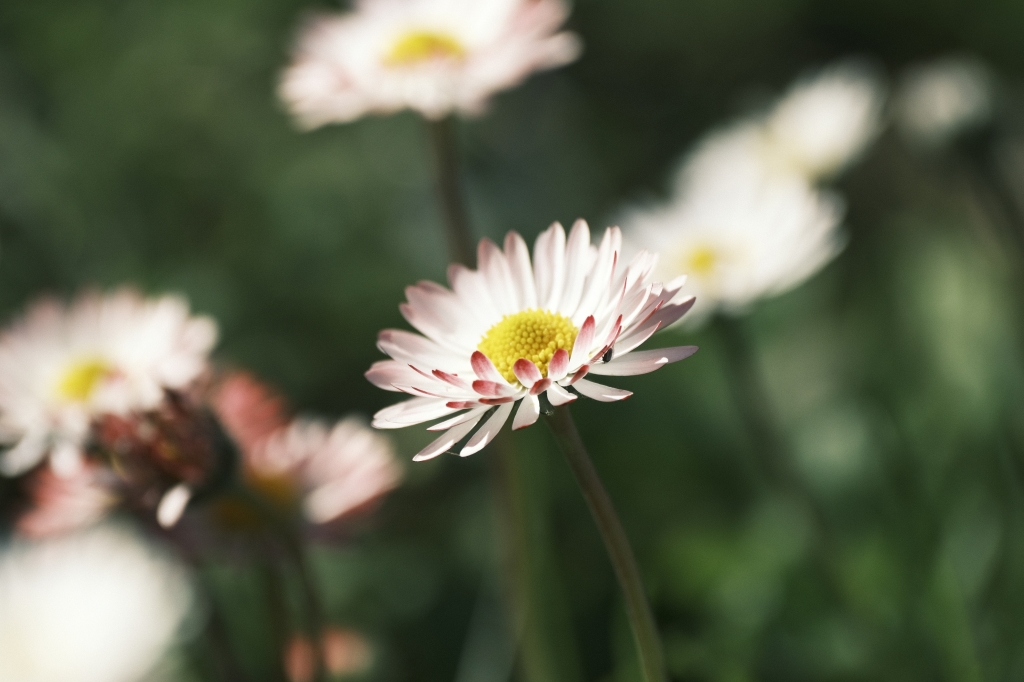 Primavera
