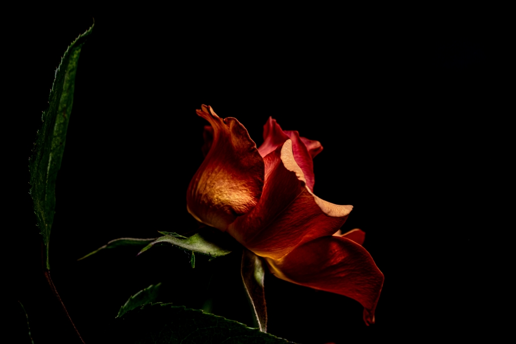 Rosa