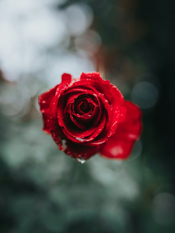 Rosa, macro d'armosfera