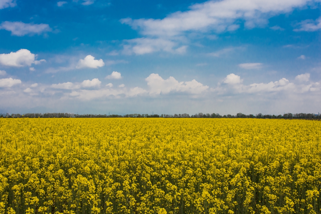Campo di soia e cielo con nuvole