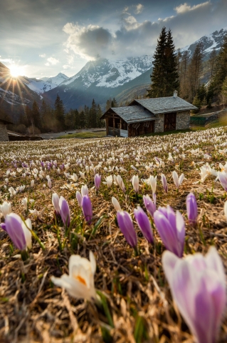 Fioritura crocus in montagna