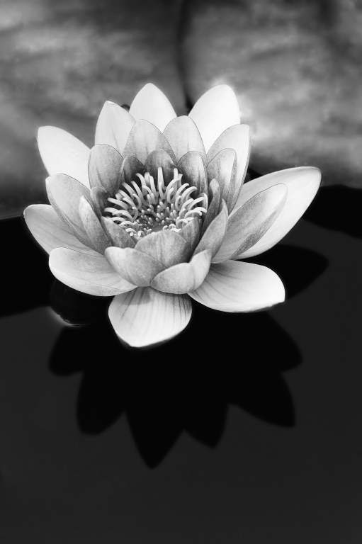 The flower