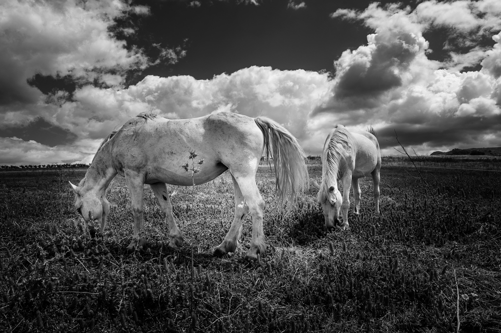 Horses