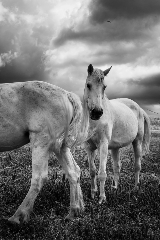 Horses