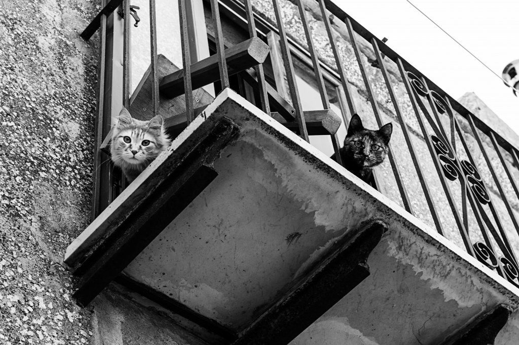 Cats