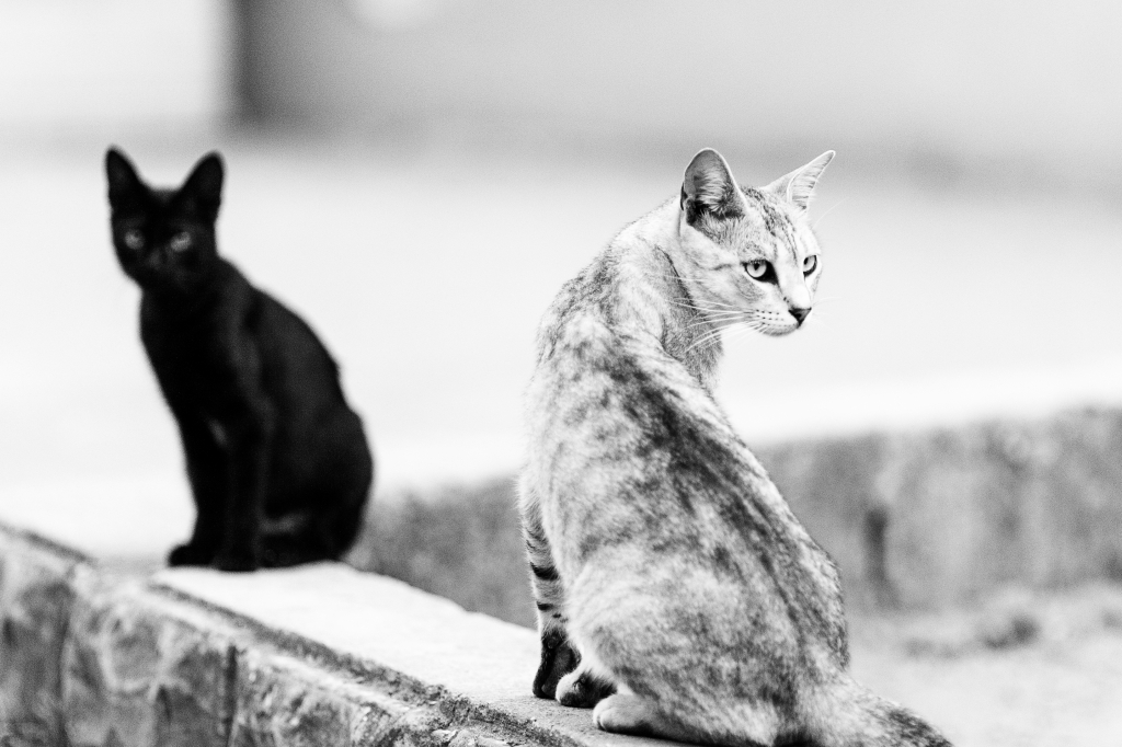 Cats