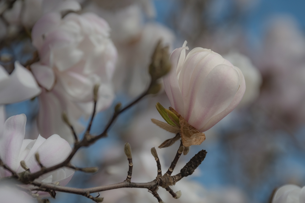 Delicato fiore