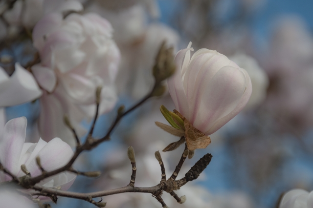 Delicato fiore