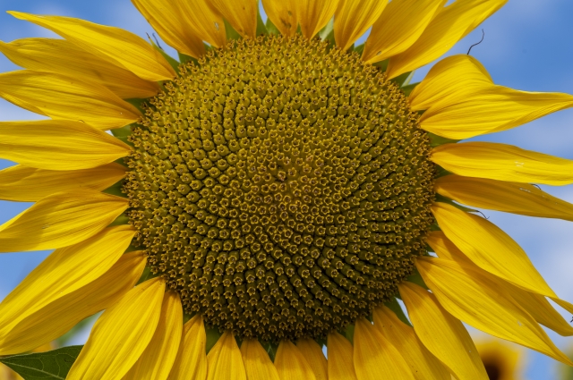 Il girasole