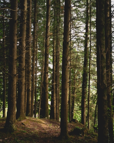 Woods · vladnanau