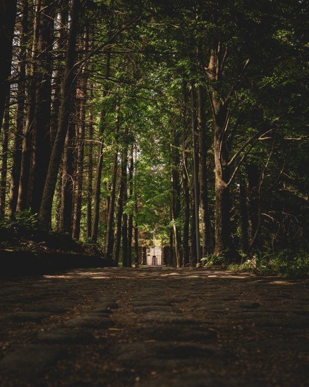 Woods /2