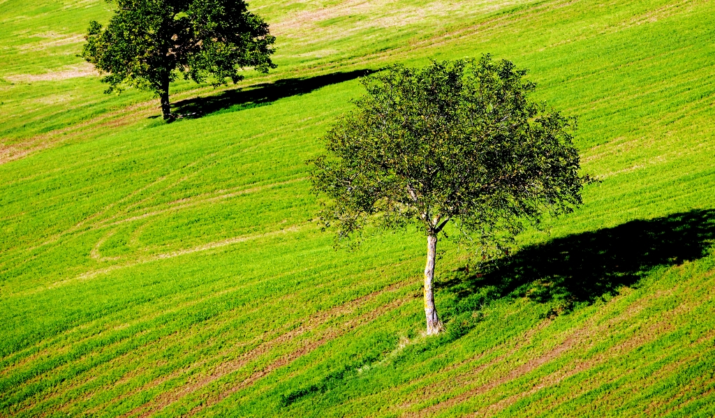 Linee verdi