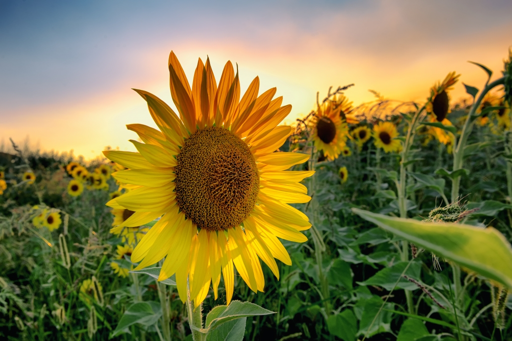 Girasole al tramonto