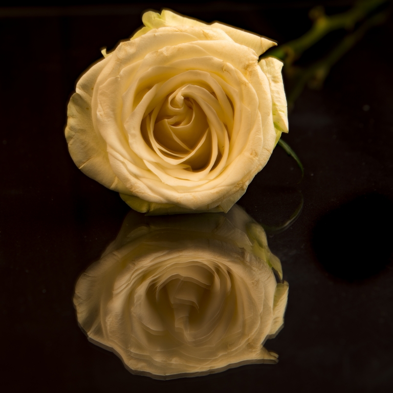 Serene white rose with elegant reflection