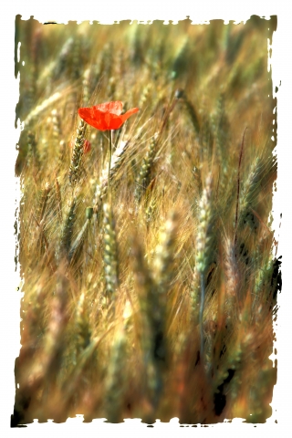 Papavero solitario · silbongia