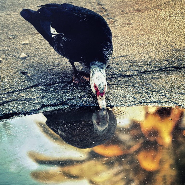 The myth of Narcissus