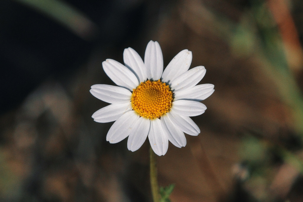 Margherita bianca - the smile