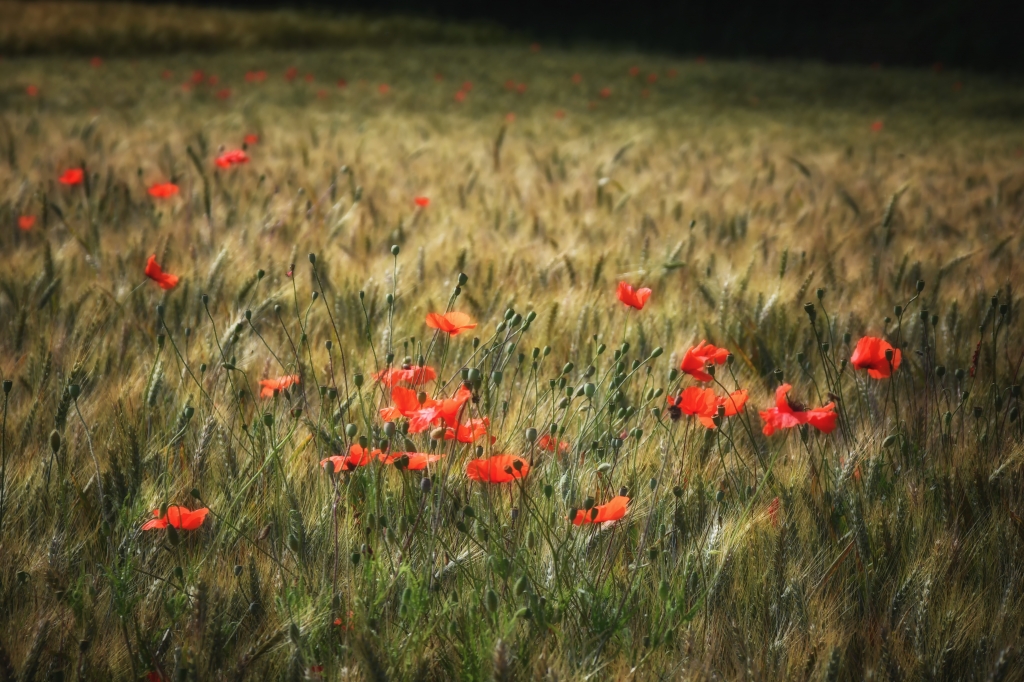 Fiori al tramonto