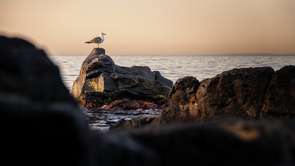 Gabbiano medita sulle rocce al tramonto