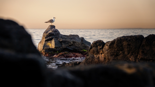 Gabbiano medita sulle rocce al tramonto