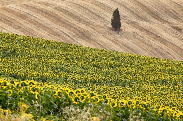 Campo di girasoli - campagna molisana