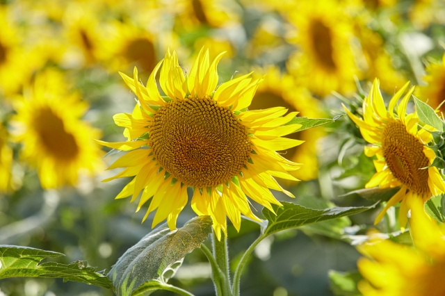 Girasole