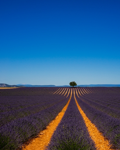 Plateau de Valensole