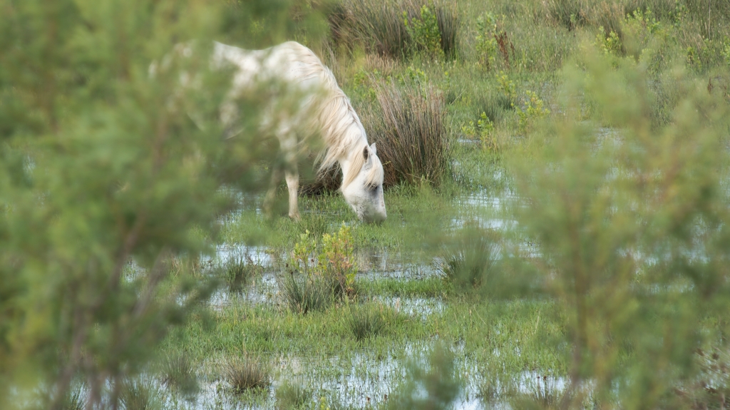 Camargue!
