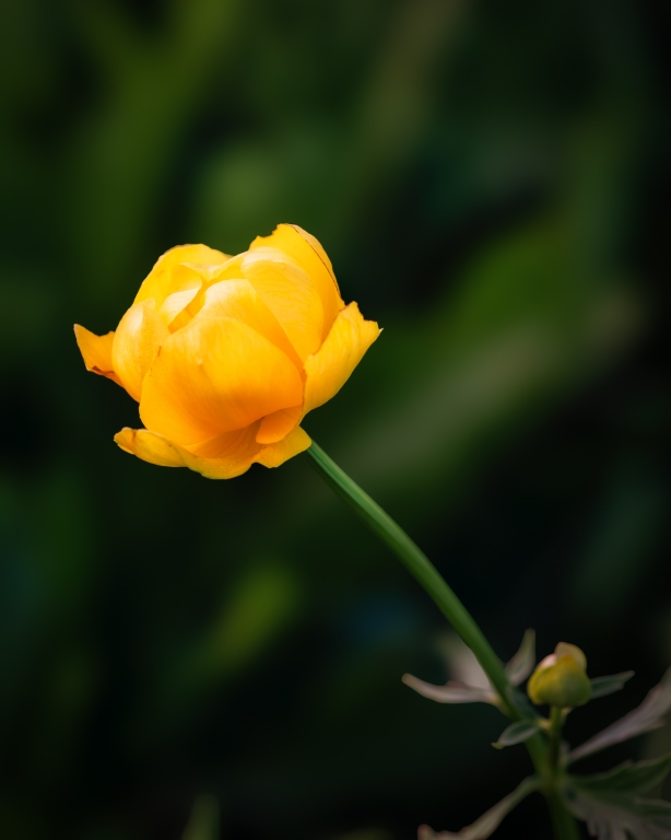 Botton d'oro