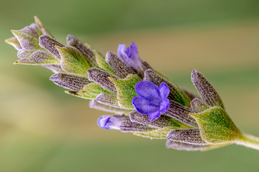 Profumo di lavanda