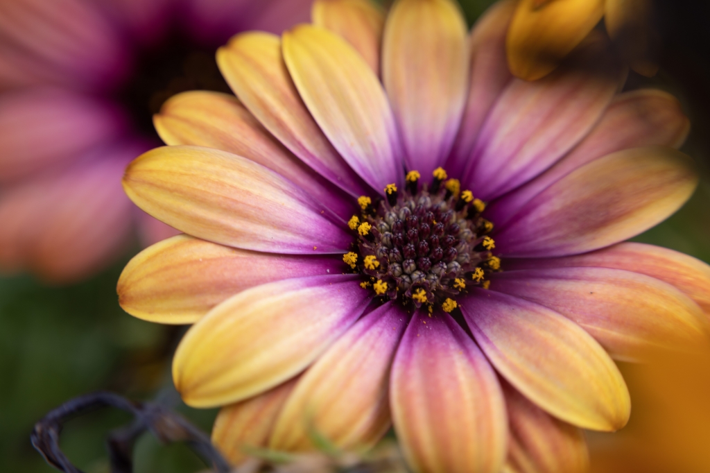 Fiore giallo e viola