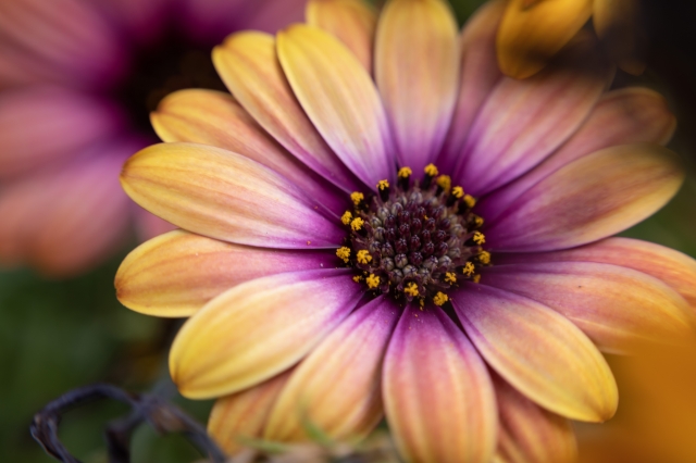 Fiore giallo e viola